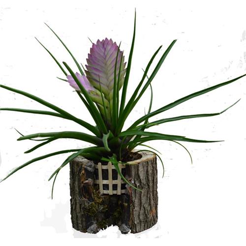 Tillandsia